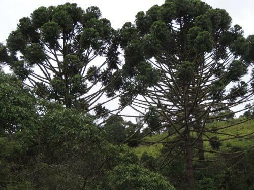 Paiol - T� Na Ro�a - Junto � Natureza!!!