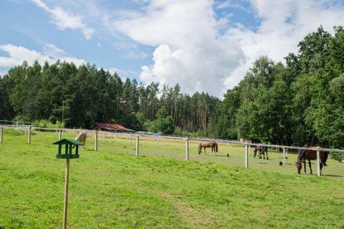 Maringotka Na Pta?� Louce