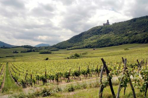 Apartamento Vignobles Frey-sohler