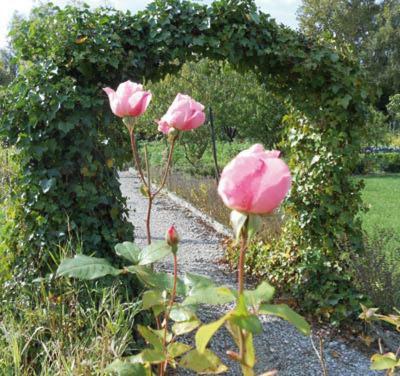 Hostal Les Trois Roses