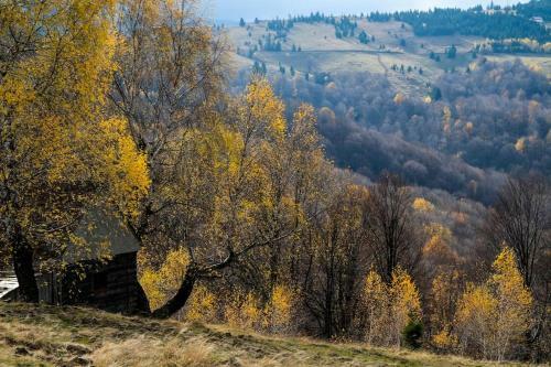 Blidarei - Transilvanian Haven