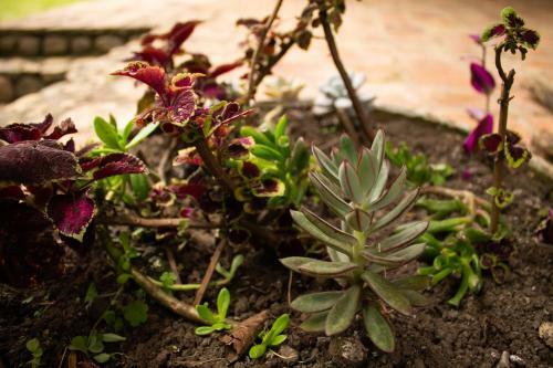 Encantadora Caba�a Rodeada de Hermosa Vegetaci�n.