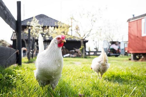 Slapen Tussen de Schapen In Pipowagen de Ome Jan