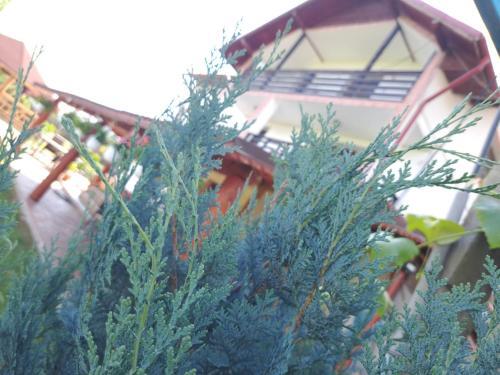 Hostal Pensiunea Saradavy