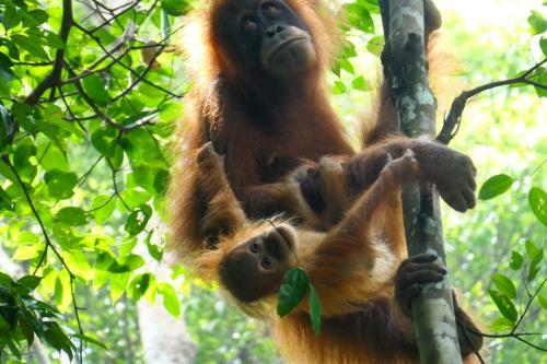 Hostal Sumatra Orangutan Discovery Villa