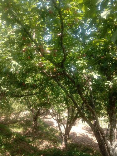 Ekantha Homestay