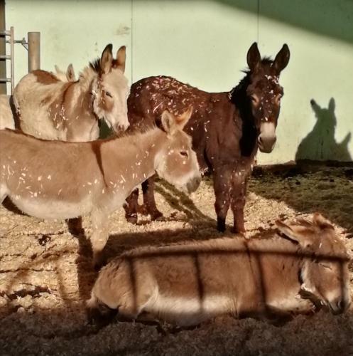 Hostal Durham Donkey Rescue Shepherds Hut