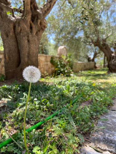 Apartamento Oliveto E Mare