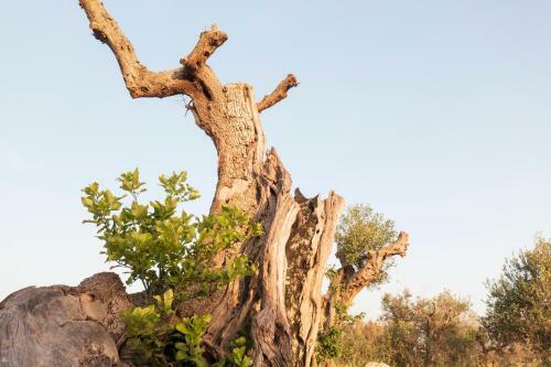 Apartamento La Nicchia-trullo