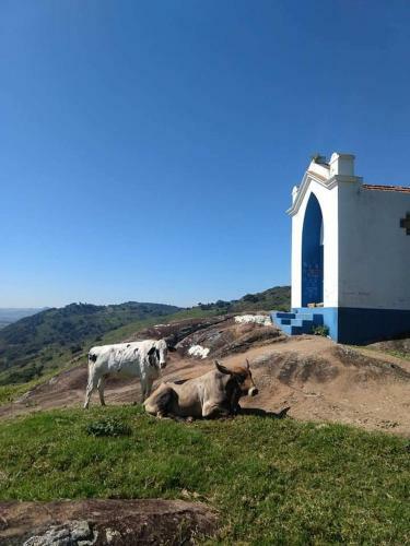 Canto Dos Pirilampos