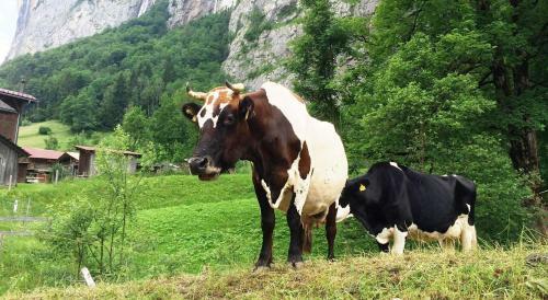 Camping Jungfrau - Holiday Park