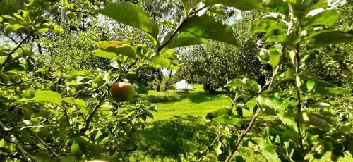 The Barna Way Glamping