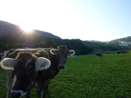 Agroturismo Haflingerhof