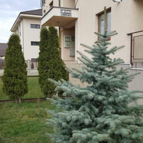 Jolly Apartment