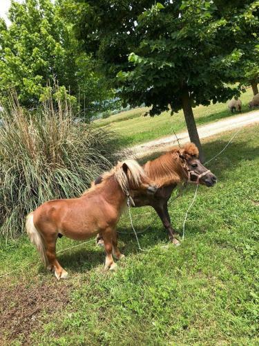 Agroturismo Agriturismo Il Pozzo Di Peppino