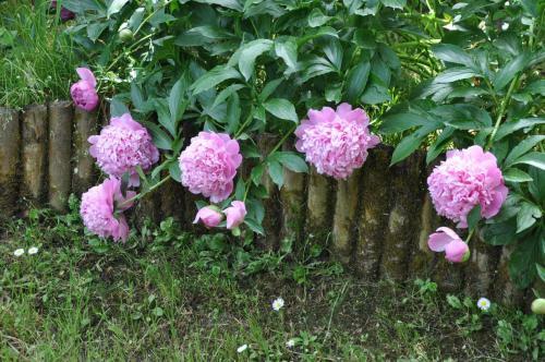 Bed & Breakfast Casa Gaia Sorrento Bio Vacanze