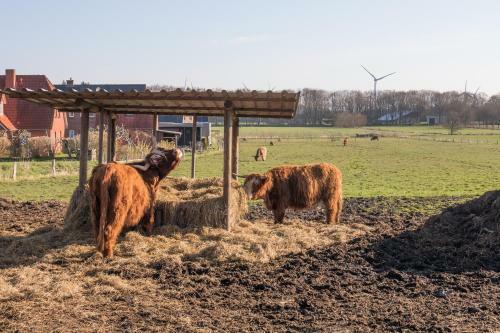 Apartamento Hairy Coo