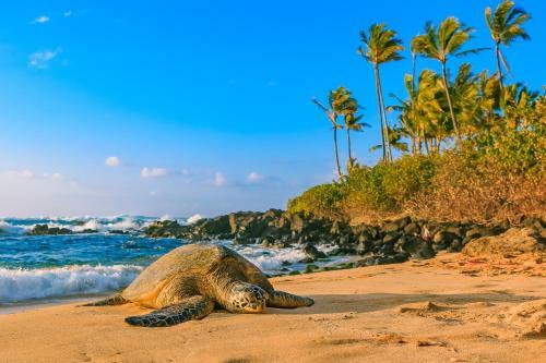 Haleiwa Cottage