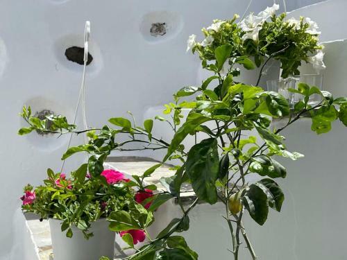 Thea Villa - Private Pool, By @bestblue_ Mykonos