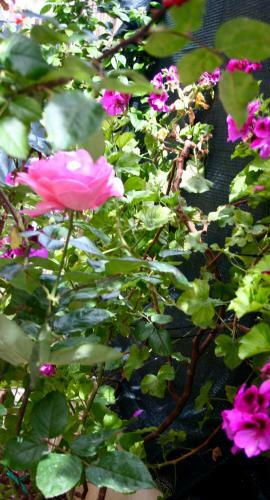 Bed & Breakfast Il Giglio