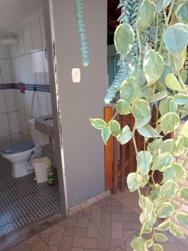 Para�so Da Mata