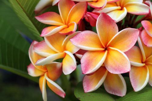 Pakimaui 226