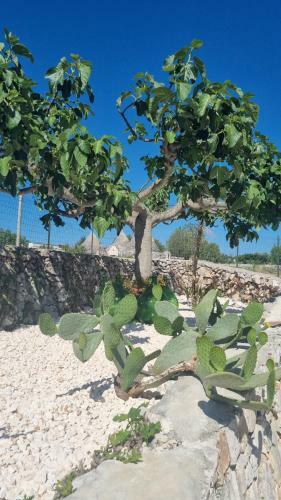 I Trulli Dei Nonni Evelin