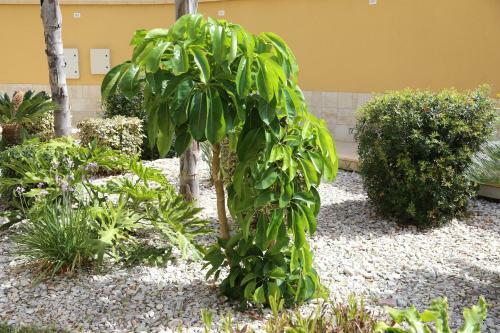 Apartamento L'oasi Di Ciccio
