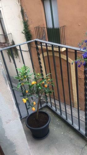 Habitaci� Polivalent Al Centre De Manresa
