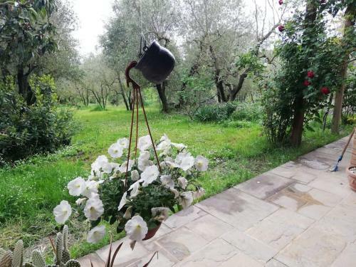 Nido Di Pace Fra Gli Olivi