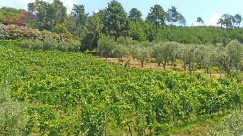 Casa La Vigna