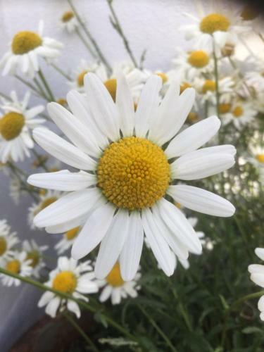 Apartamento Daisy Chain Barn