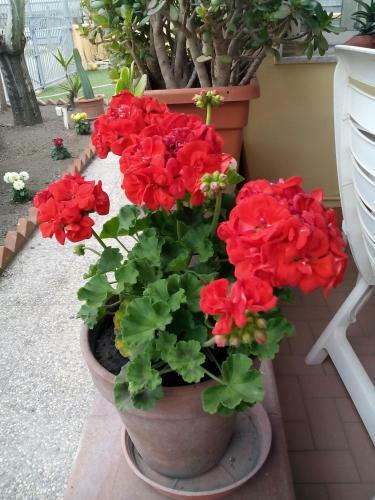 Bed & Breakfast Domus Felix