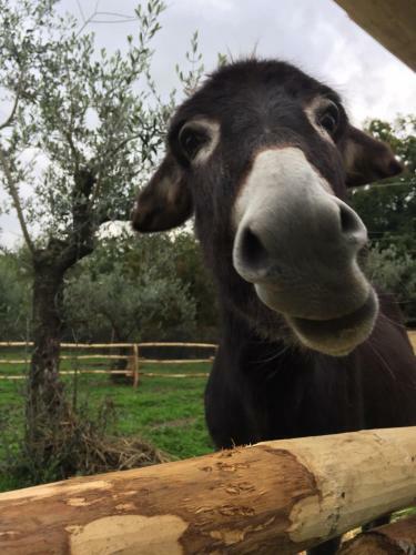 Villa Podere Del Boscaccio