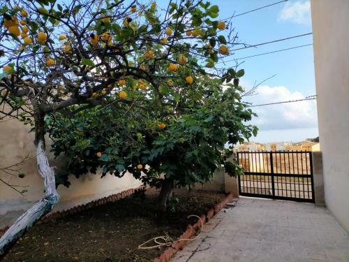 Il Patio