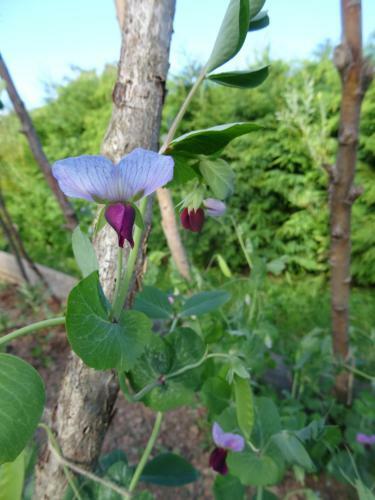Eco Project Tipi In Permaculture Community