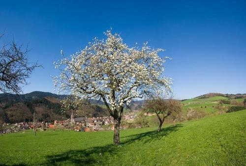 Apartamento Ferienwohnung Sch�ner