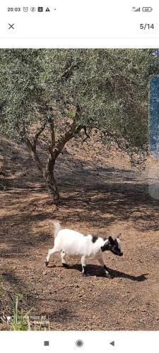 Tenda Etna Into The Wilde