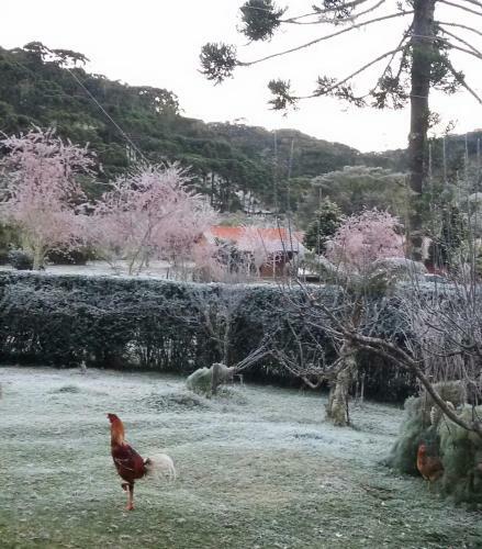 Recanto Da Natureza Chal�