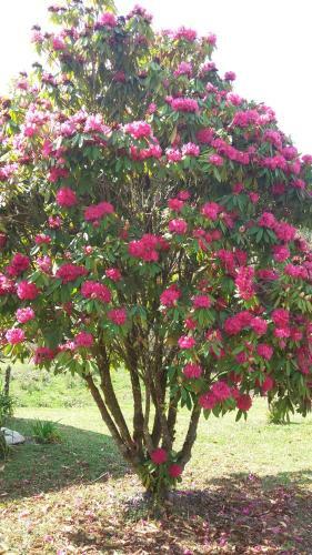 Recanto Da Natureza Chal�