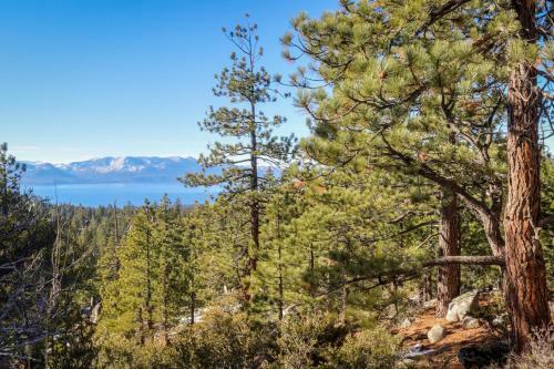 Majestic Pines