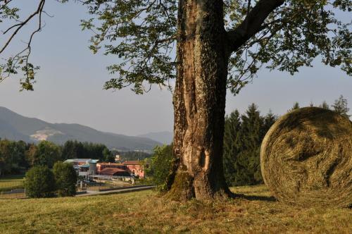 Bed & Breakfast Le Pinete