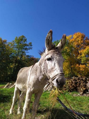 Waldh�tte Am Eselhof