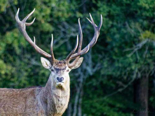 Le Logis De La Ferme Aux Cerfs