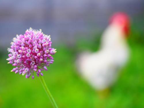 Bed & Breakfast Il Giardino Di Rosmarino
