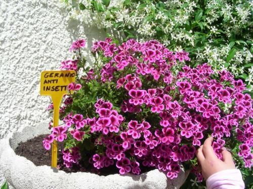 Agroturismo Pier Delle Vigne B&B