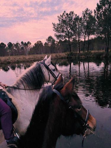 Atlantic Horses Mobilhome