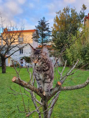 Hostal La Maison Du Main Coon