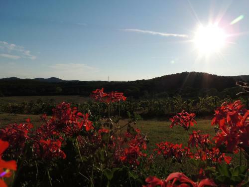 Agroturismo Agriturismo Podere Borgognano