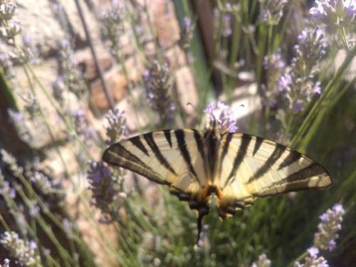 Hostal Les Jardins D'arbousse